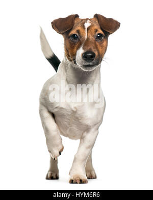 Vue frontale d'un Jack Russell Terrier debout, isolated on white Banque D'Images