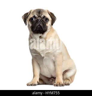 Le PUG assis, 7 mois, isolated on white Banque D'Images