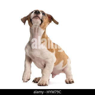 Jack Russell standing looking up, isolated on white Banque D'Images