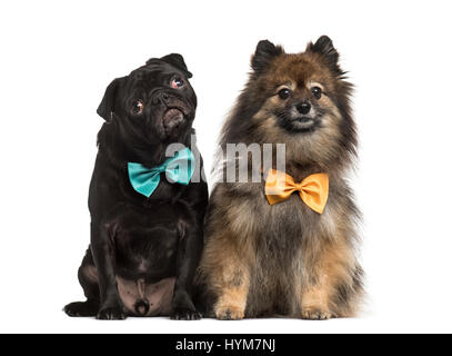 Le PUG carlin noir avec noeud papillon, isolated on white Banque D'Images
