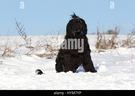 Chien d'eau portugais. Femelle adulte assis sur la neige. Allemagne Banque D'Images