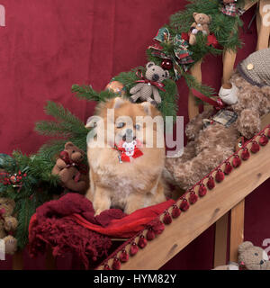 Spitz allemand dans la décoration de Noël Banque D'Images