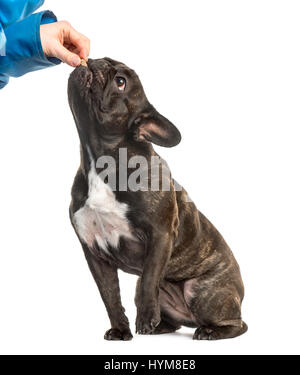 Bouledogue français assis et de manger dans la main, 18 mois, isolated on white Banque D'Images