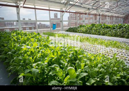 Culture hydroponique est vu sur un toit-serre sur le toit d'un immeuble de logement abordable dans le Bronx à New York, le jeudi 30 mars, 2017. Les agriculteurs produisent un certain nombre de récoltes vendues aux supermarchés, épiceries locales et aux résidents du quartier. (© Richard B. Levine) Banque D'Images