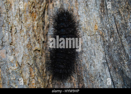 Un ours laineux Caterpillar aussi connu sous le nom de ver laineux Banque D'Images