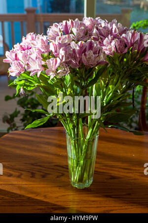 L'Alstroemeria ; lily péruvienne ; lis des Incas en pleine floraison Banque D'Images