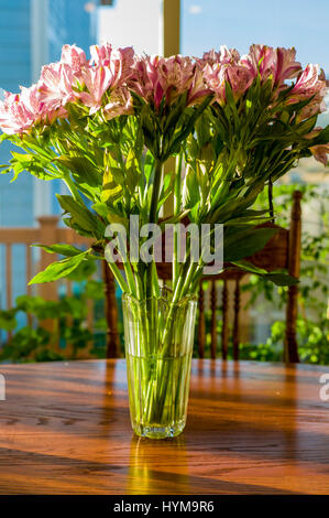 L'Alstroemeria ; lily péruvienne ; lis des Incas en pleine floraison Banque D'Images