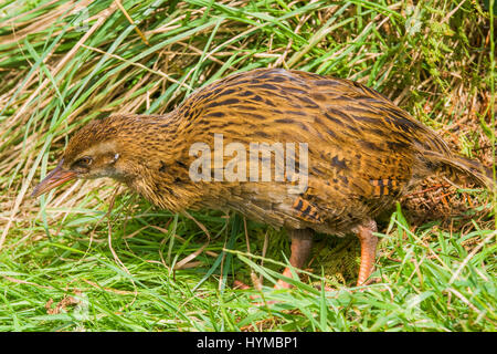 Weka (Gallirallus australis le) est un oiseau curieux. Endémique à la Nouvelle Zélande Banque D'Images