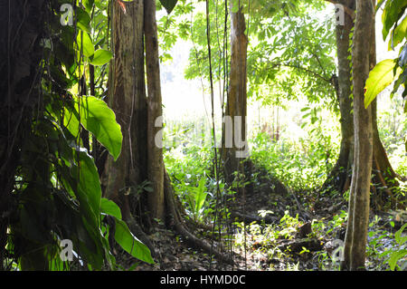 Fond de la jungle de Rio Dulce et Lago Izabal, Guatemala. L'Amérique centrale. Paysage au point sélective Banque D'Images