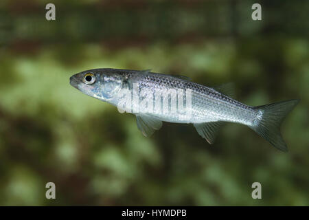 Dicklippige Meeräsche Meeräsche Meer-Äsche, Chelon labrosus,,, Mugil chelo, Mugil chelon, Mugil provensalis-labiés épais, mulet, épais gris-lip Banque D'Images