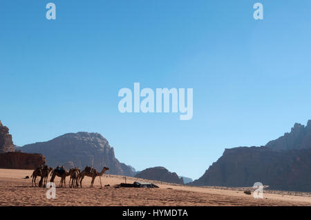 Jordanie : rangée de chameaux dans le désert du Wadi Rum, la vallée de la Lune, une vallée creusée dans le grès et le granit et à la recherche comme la planète de Mars Banque D'Images