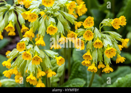 Fleurs Primula elatior Pallasii Oxlip Banque D'Images