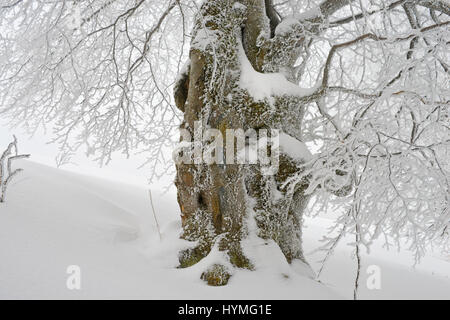 Verry vieux arbre centenaire sur le survivant boarder forêt sauvage dans la tempête de l'hiver pour garder l'heure à 1500 m Banque D'Images