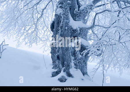 Cyanotype numérique verry pentecôte centenaire vieux survivant à la limite des arbres des forêts sauvages dans la tempête de l'hiver pour garder l'heure à 1500 m Banque D'Images