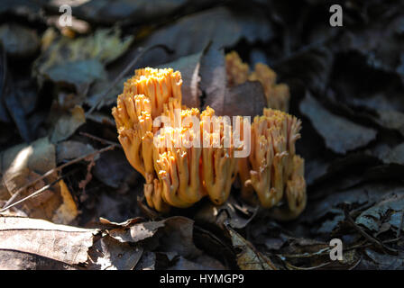 Orange corail champignon Banque D'Images