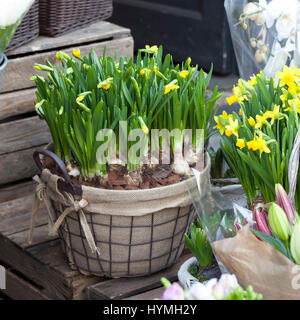 Les jonquilles dans un panier en osier Banque D'Images