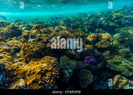 Les récifs coralliens de la mer avec des coraux durs, poissons et ciel ensoleillé brille à travers l'eau propre - photo sous-marine Banque D'Images