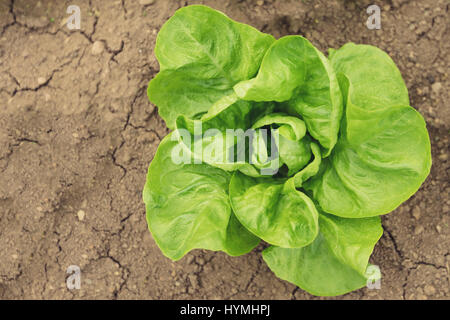 Laitue bio jardinage de place dans le jardin Banque D'Images