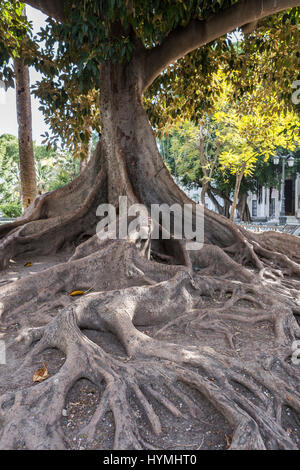 Arbre à caoutchouc géant 'ficus macrophylla" âgés de plus de cent ans, près de la plage Playa de La Caleta, Cadix, Andalousie, Espagne Banque D'Images