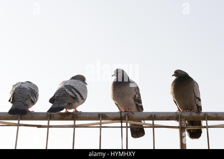 Debout sur les pigeons contre le ciel de clôture Banque D'Images