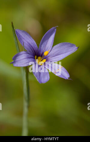 Blue-eyed grass en pleine floraison au cours de la saison de printemps. Sisyrinchium Banque D'Images