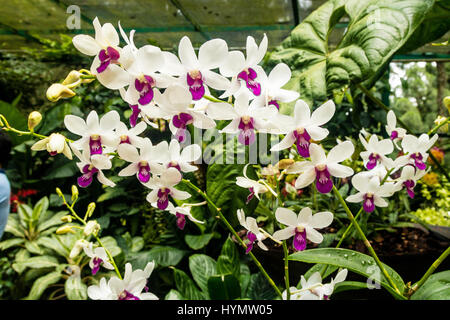 Affichage des prix uniques et orchidées orchidée,jardin,National Botanic Gardens,Asie,Singapour Banque D'Images