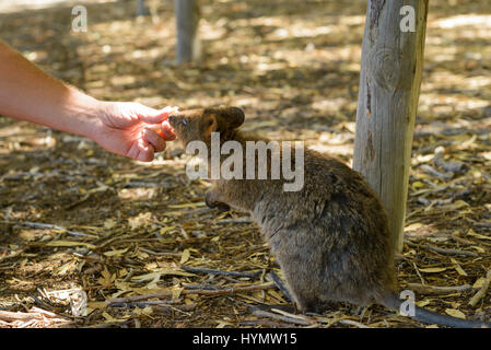 Kangourou nain mangeant de la main, Quokka, ouest de l'Australie, l'Australie, l'île Rottnest, Down Under Banque D'Images