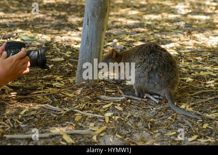 Quokka devant la caméra, est photographié, espèce menacée d'extinction, Australie occidentale, Australie, Rottnest Island Banque D'Images