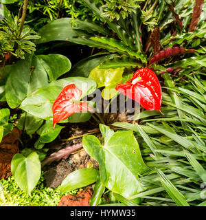 Affichage des prix uniques et orchidées orchidée,jardin,National Botanic Gardens,Asie,Singapour Banque D'Images