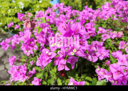 Bougainvillea focu sélective fleur, fleur magnifique décoration de couverture. Banque D'Images