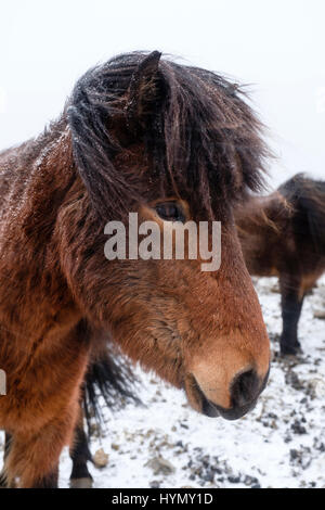 Islande chevaux en pleine tempête, Stokksnes, Austurland, Région de l'Est, l'Islande Banque D'Images