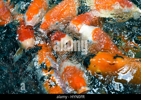 Poissons affamés Banque D'Images