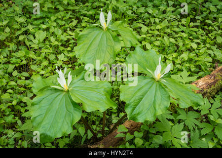 Ou Trillium blanc géant Wakerobin (Trillium albidum) ; Mount Pisgah Arboretum, Willamette Valley, Oregon. Banque D'Images