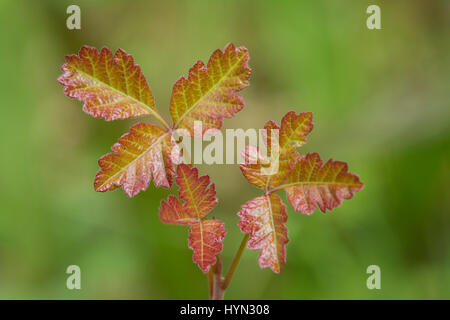 La croissance de printemps feuilles de sumac à Mount Pisgah Arboretum, Willamette Valley, Oregon. Banque D'Images