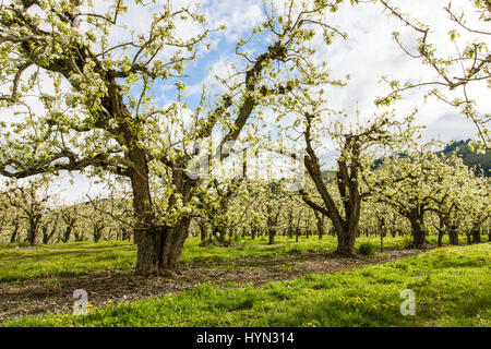 Verger de pommiers en fleurs dans la boucle de fruits près de Hood River, Oregon, USA Banque D'Images