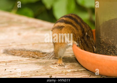 Tamia amène (Eutamias amoenus) nijer manger les graines d'une mangeoire pour oiseaux assis sur une terrasse en bois à Issaquah, Washington, USA Banque D'Images