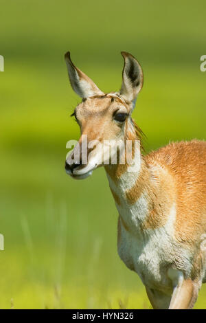 Vue rapprochée d'une antilope femelle dans le National Bison Range, Montana, USA Banque D'Images