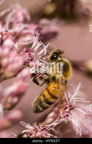La pollinisation des abeilles fleur dans la western Washington, USA Banque D'Images