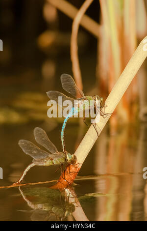 Homme et femme politique Green Darner libellules sur un ranch de quenouilles à Cozad dans le sud du Texas près de Linn. La femelle est en ponte dans l'eau. Banque D'Images