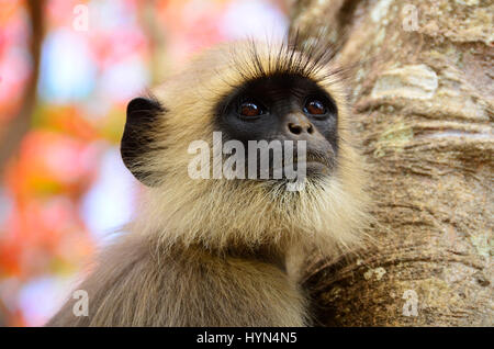 Langurs Hanuman langurs gris ou au Parc National de Mudumalai, Tamil Nadu. Banque D'Images