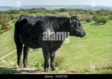 Taureau sur les South Downs Banque D'Images