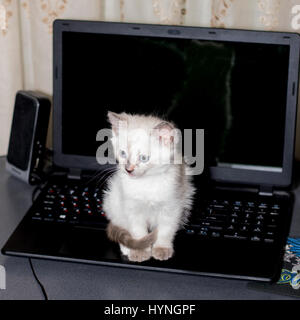 Blue-eyed kitty assis sur un ordinateur portable, d'un thème chatons Banque D'Images