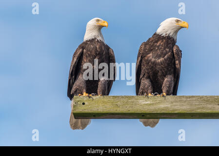 Paire d'aigles à tête blanche matures pendant qu'ils sont perchés sur un poteau téléphonique en bois contre un ciel bleu dans le Skagit vallée de l'État de Washington Banque D'Images