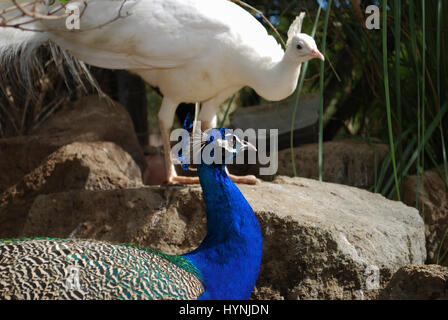 Paons indiens ou des paons bleus (Pavo cristatus) mâle sur le Livre blanc Pavo cristatus alba (paons) Contexte. Banque D'Images