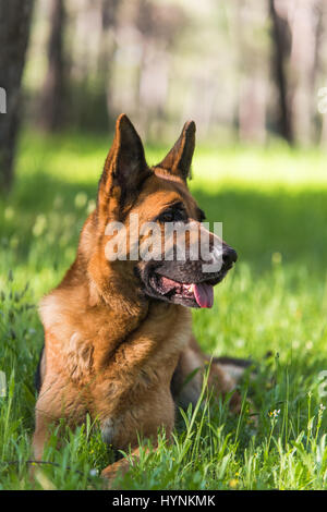 Berger allemand pur portant sur l'herbe Banque D'Images