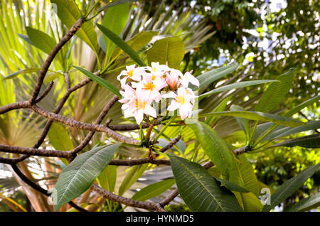 Blanc et rose fleur de frangipanier plumeria growing on tree Banque D'Images