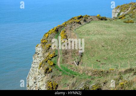 Sentier sur bord de la falaise à Cemaes Head Nature Reserve Pembrokeshire Wales Cymru St Dogmaels UK GO Banque D'Images