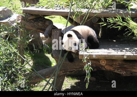 Madrid, Espagne. 5ème apr 2017. Grand panda cub Chulina joue à l'extérieur de l'enclos au panda zoo de Madrid à Madrid, Espagne, le 5 avril 2017. Chulina, première femme grand panda cub d'être né ici au Zoo Aquarium, avait deux visiteurs spéciaux le mercredi quand elle a pour sa première promenade à l'extérieur de la pagode où elle a passé sa vie jusqu'à maintenant. Elle était accompagnée de son premier voyage à l'extérieur par la Reine Sofia d'Espagne et Lyu ventilateur, l'Ambassadeur de la République populaire de Chine à Madrid. Credit : Feng Junwei/Xinhua/Alamy Live News Banque D'Images