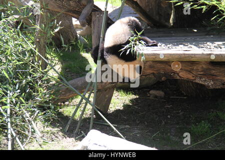 Madrid, Espagne. 5ème apr 2017. Grand panda cub Chulina joue à l'extérieur de l'enclos au panda zoo de Madrid à Madrid, Espagne, le 5 avril 2017. Chulina, première femme grand panda cub d'être né ici au Zoo Aquarium, avait deux visiteurs spéciaux le mercredi quand elle a pour sa première promenade à l'extérieur de la pagode où elle a passé sa vie jusqu'à maintenant. Elle était accompagnée de son premier voyage à l'extérieur par la Reine Sofia d'Espagne et Lyu ventilateur, l'Ambassadeur de la République populaire de Chine à Madrid. Credit : Feng Junwei/Xinhua/Alamy Live News Banque D'Images