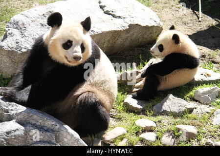 Madrid, Espagne. 5ème apr 2017. Grand panda cub Chulina joue avec sa mère Hua Zuiba en dehors de l'enclos au panda zoo de Madrid à Madrid, Espagne, le 5 avril 2017. Chulina, première femme grand panda cub d'être né ici au Zoo Aquarium, avait deux visiteurs spéciaux le mercredi quand elle a pour sa première promenade à l'extérieur de la pagode où elle a passé sa vie jusqu'à maintenant. Elle était accompagnée de son premier voyage à l'extérieur par la Reine Sofia d'Espagne et Lyu ventilateur, l'Ambassadeur de la République populaire de Chine à Madrid. Credit : Feng Junwei/Xinhua/Alamy Live News Banque D'Images